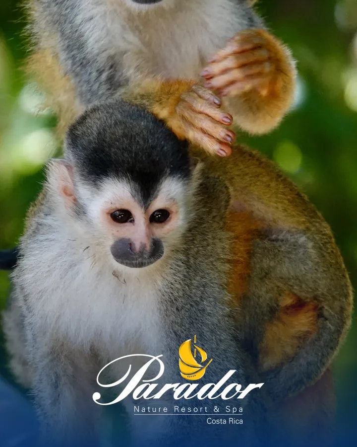Squirrel monkeys