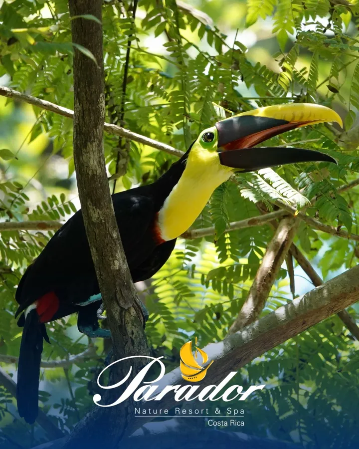 Toucan